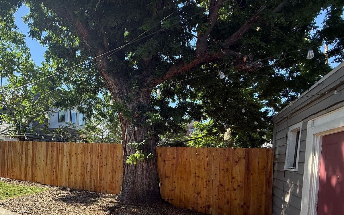 A new cedar fence running behind a large tree, with a rock bed in front.